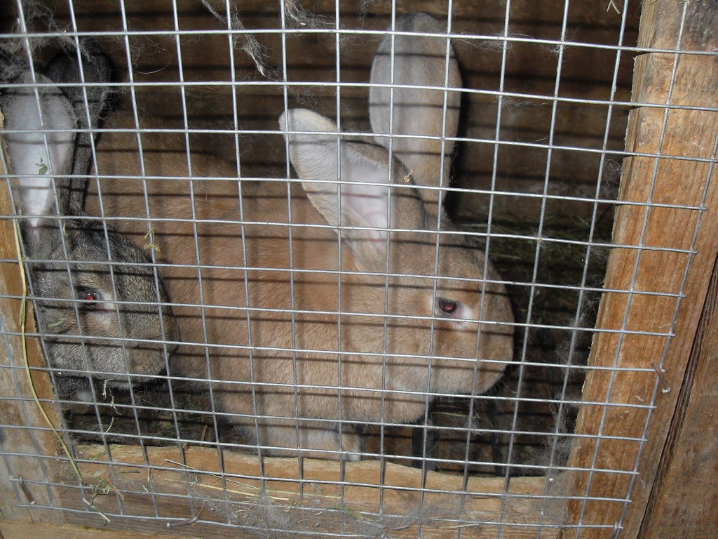 продам кролика породы фландер